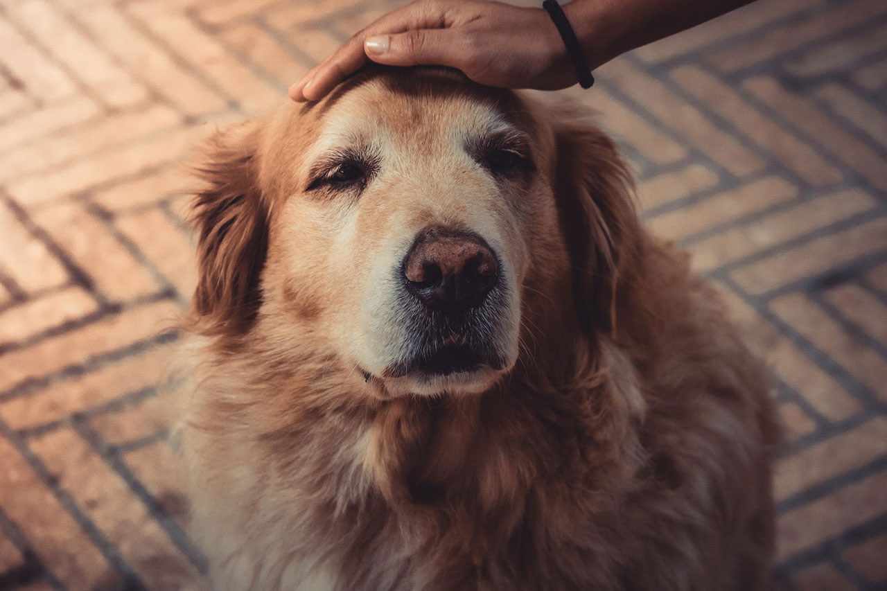 Exercitando-se com animais de estimação mais velhos