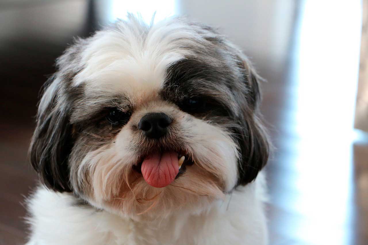 Qual é a expectativa de vida de um cão Shih Tzu?