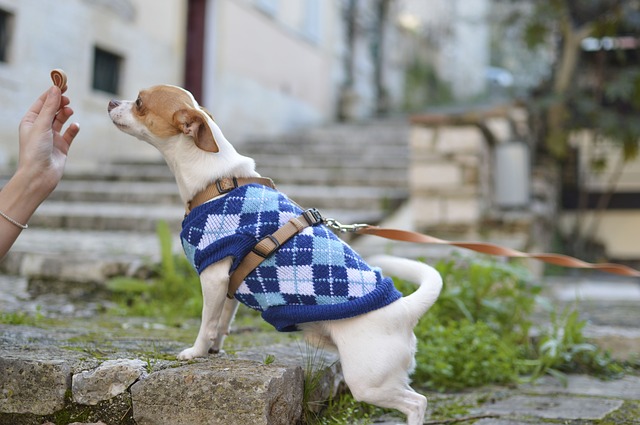 Benefícios da fibra para cães