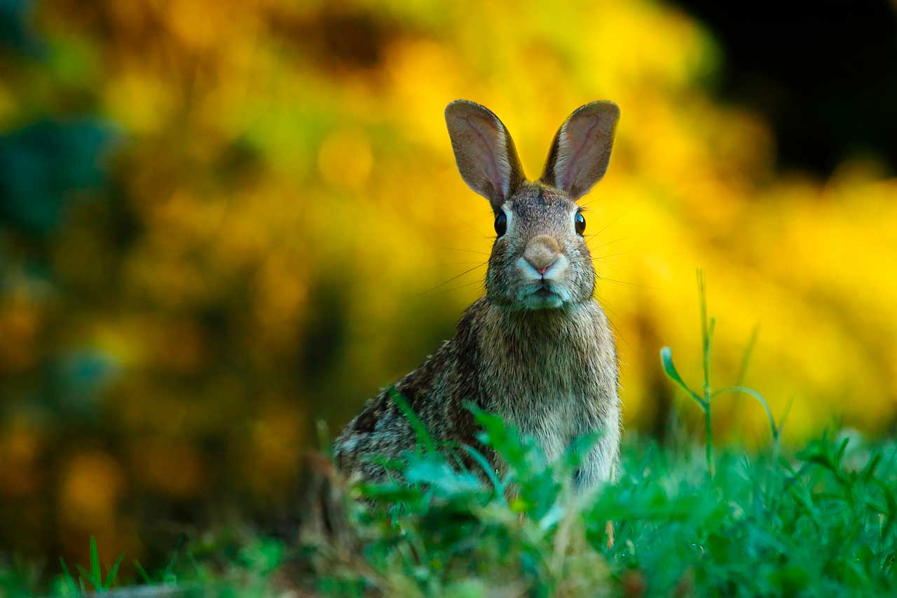 Fluxo Anormal De Lágrimas Bloqueio Do Duto Nasal Em Coelhos