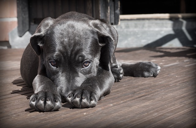 O que causa fraqueza em cães?