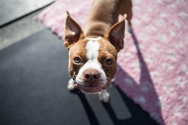 Fratura Dentária em Cães