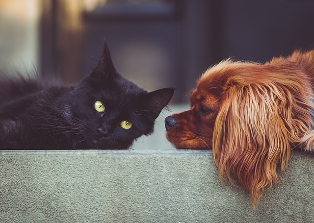 Furosemida para cães e gatos | Tratar Insuficiência Cardíaca Congestiva e Outras Doenças