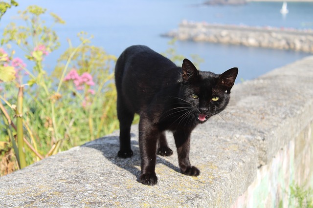 Gato agressivo | Por que e Causas