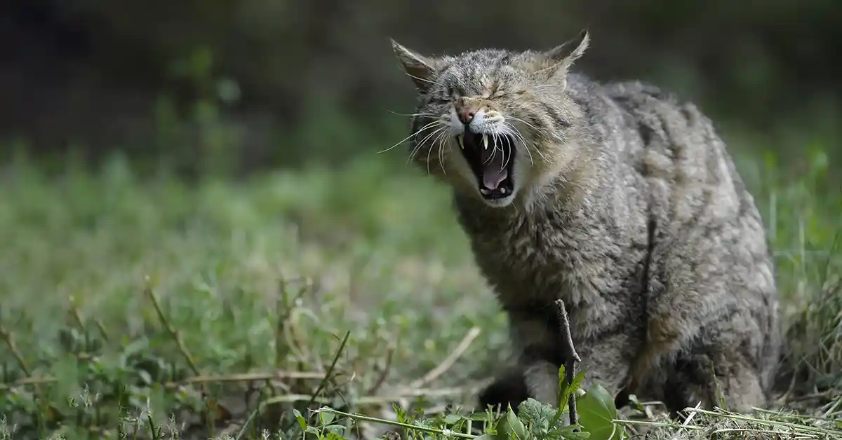 Gato atacando