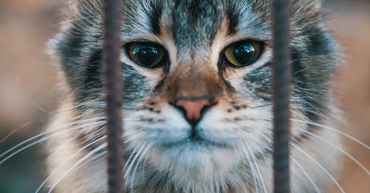 Gato com Bicheira como tratar