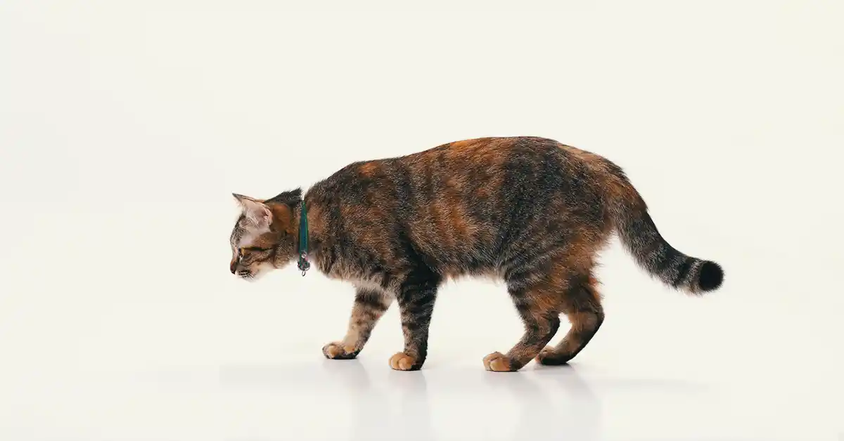 Gato com cauda para baixo