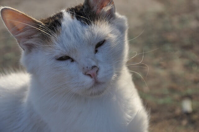 Gato com cegueira na velhice