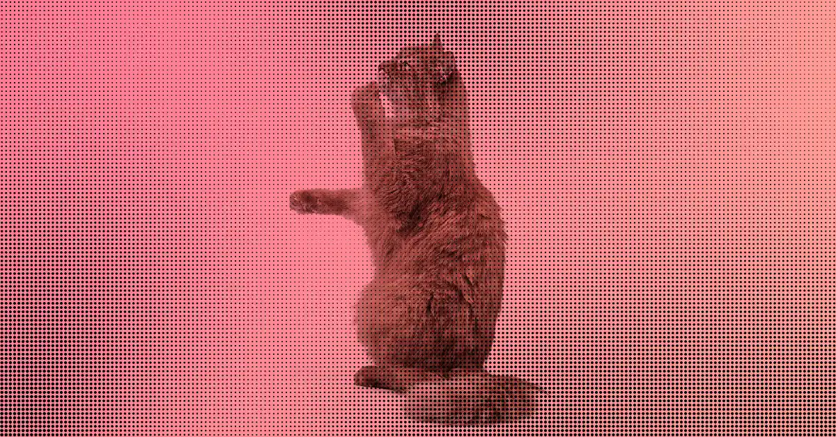 Gato com Lábio Inchado | O que pode ser?