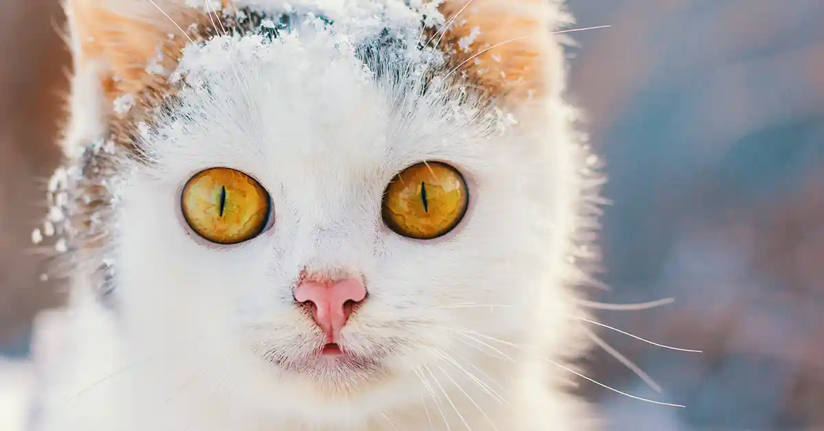 Gato com olho sem brilho