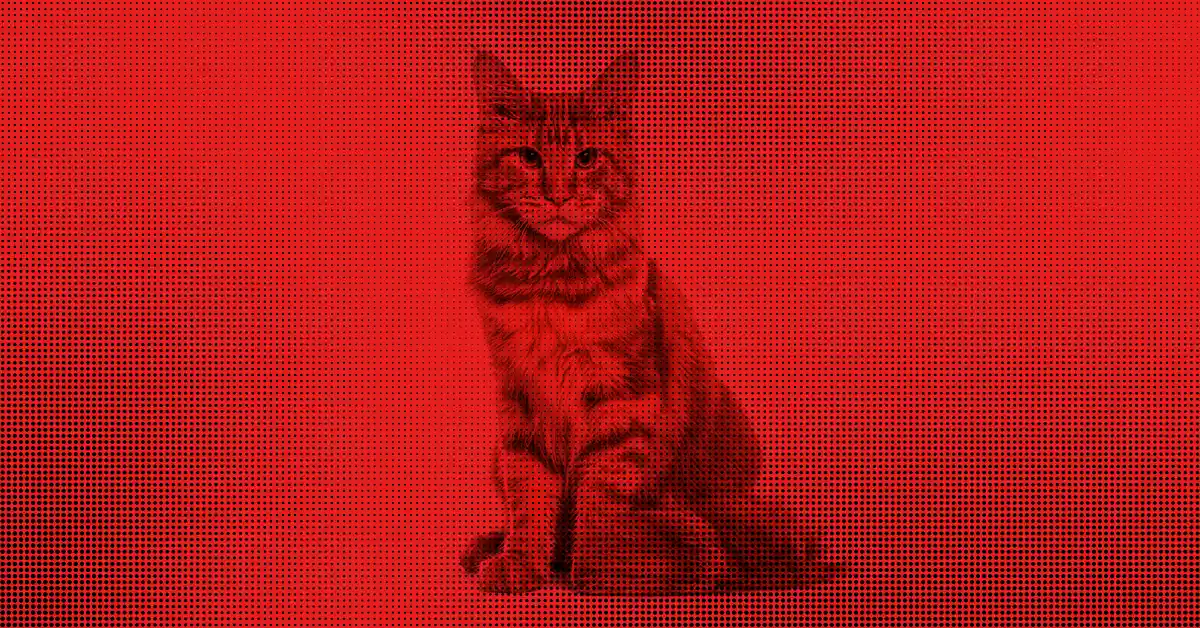 Gato com Remela Vermelha | O QUE FAZER?