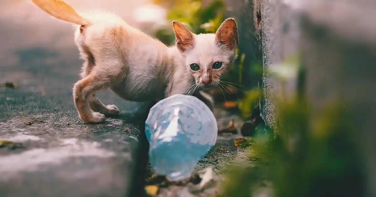 Gato com Sarna como Tratar