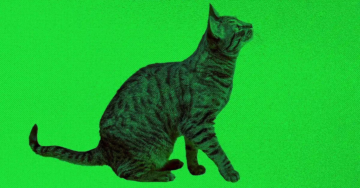 Gato com Síndrome de Down: Como Identificar?