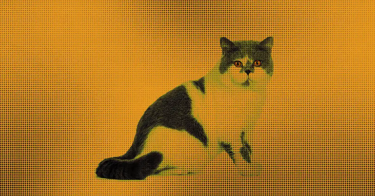 Gato com urina amarela escura