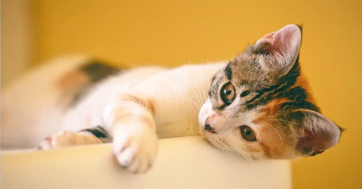 Gato enterra comida é um comportamento instintivo