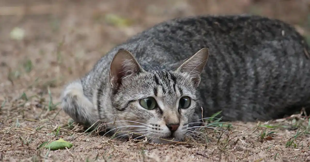 Como lidar com o comportamento do gato enterrar a comida?