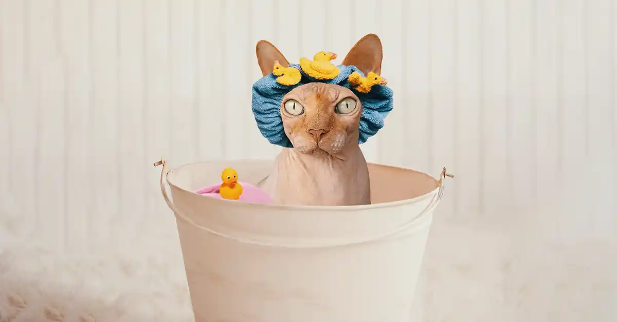 Gato filhote pode tomar banho?
