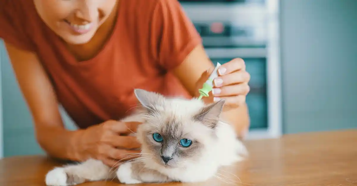 Gato filhote pode tomar Remédio de Pulga?