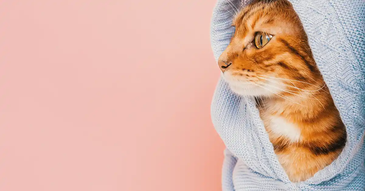 Gato Gripado Pode Tomar Vacina?