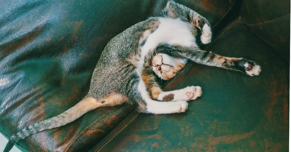 Gato macho acasala com fêmeas que não estão no cio?