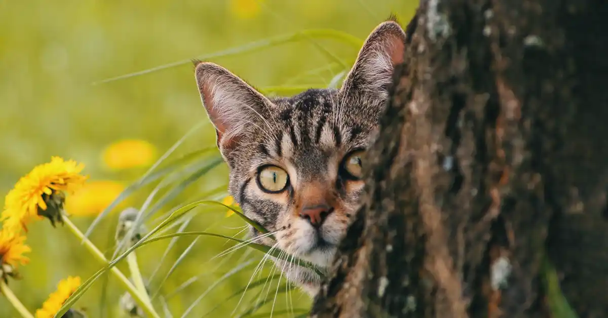 Gato não confia em mim após visita ao veterinário: isso é normal? 