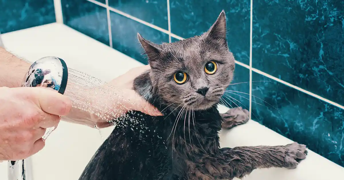 Gato Novo Pode Tomar Banho?