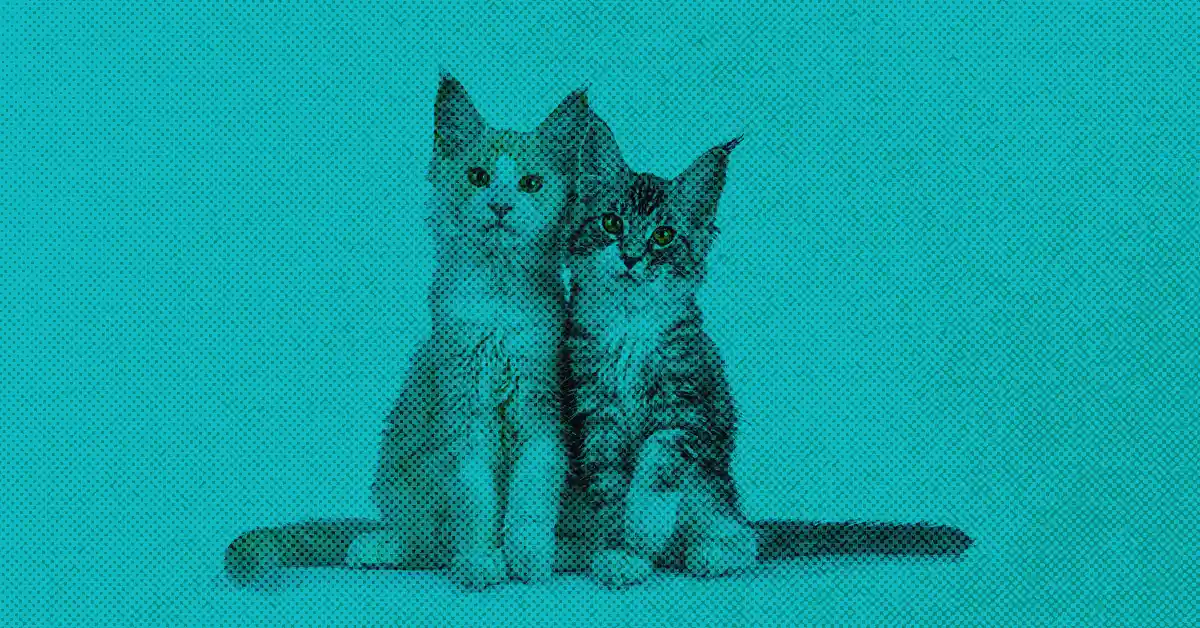 Gato ou Gata: Qual é mais carinhoso?