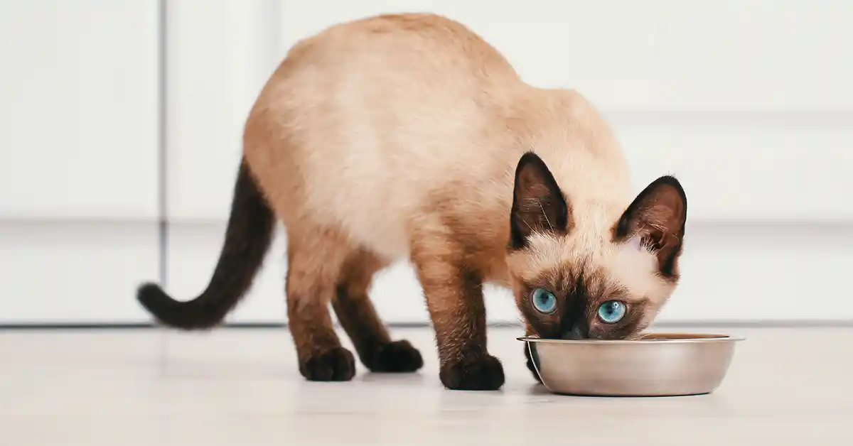 Gato pode Comer Carne de Porco?