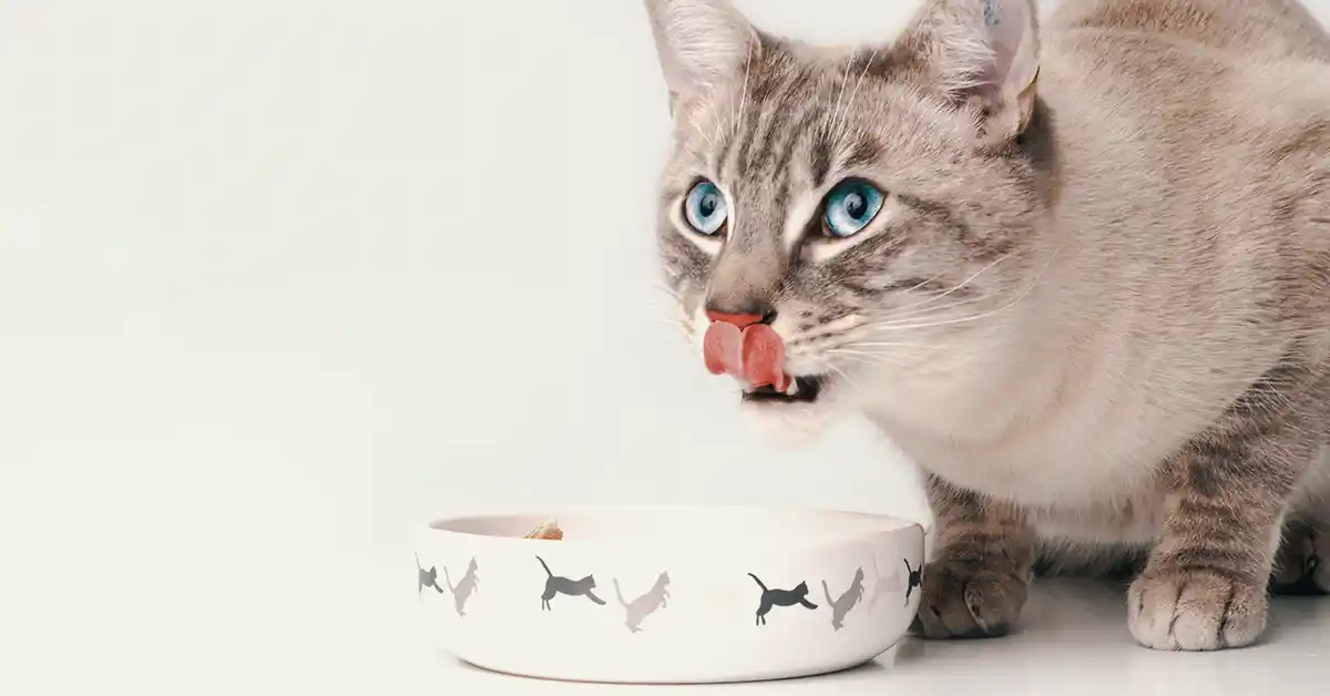 Gato pode Comer Fígado?