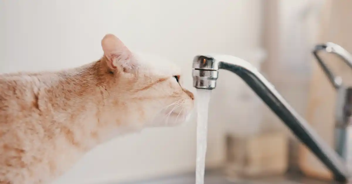 Gato pode tomar Água da Torneira?