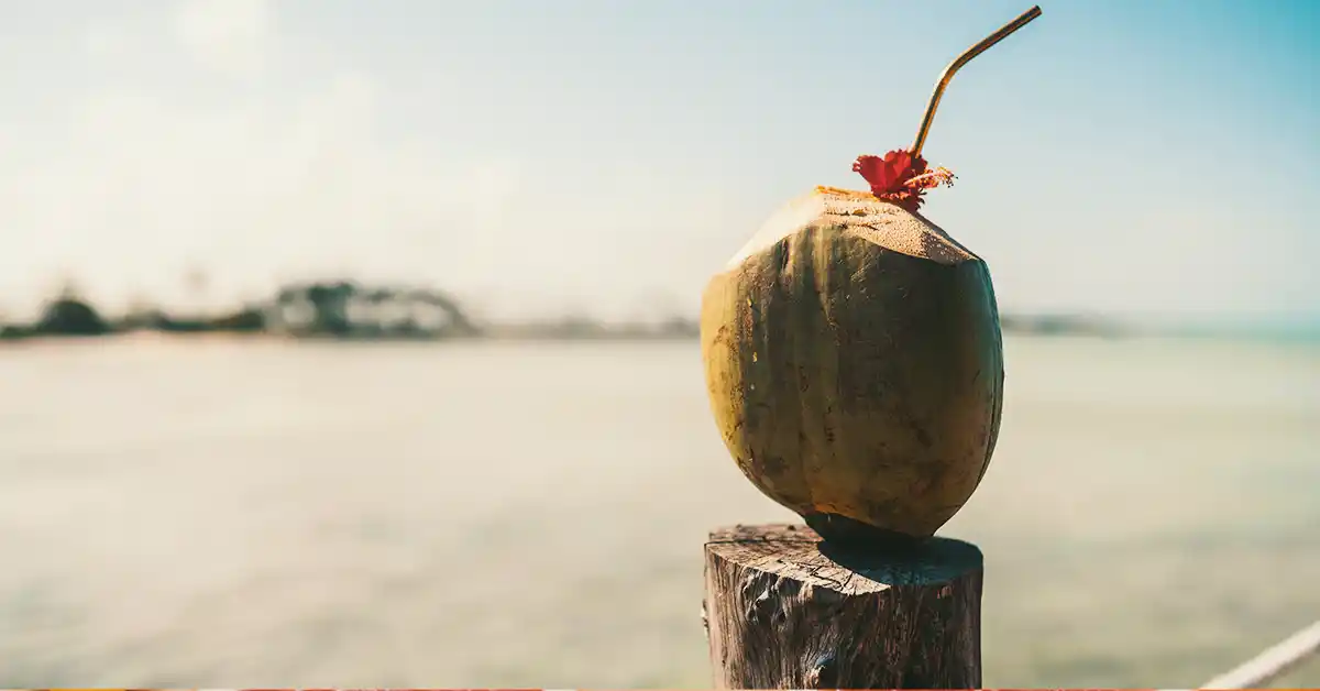 Gato pode tomar água de coco?