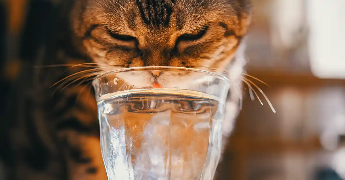 Gato pode Tomar Água Mineral?