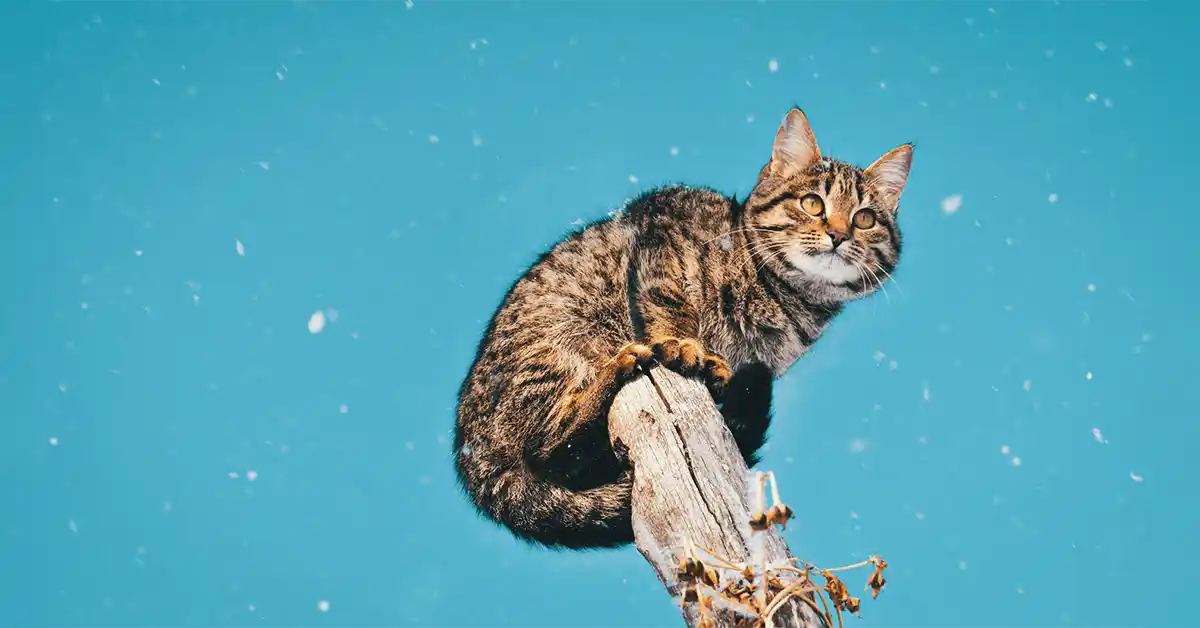 Gato pode tomar Alprazolam?