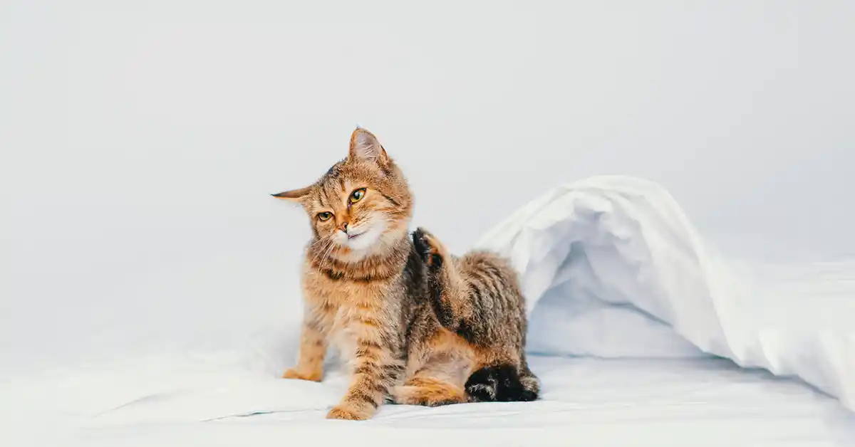 Gato pode tomar Antialérgico?