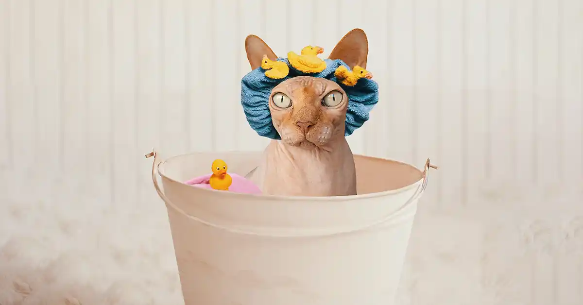 Gato pode tomar banho?