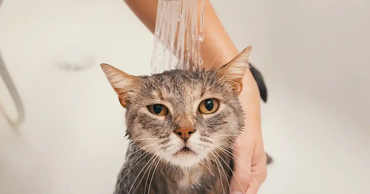 Gato pode tomar banho com shampoo de cachorro?