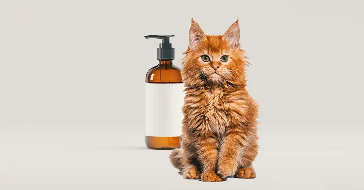 Gato pode tomar banho com shampoo de gente?