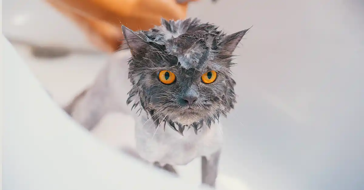 Gato pode tomar banho com Shampoo de humano?