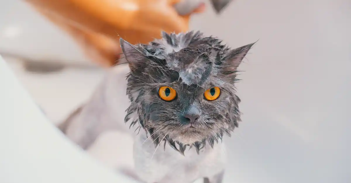 Gato pode tomar banho com Shampoo Johnsons?