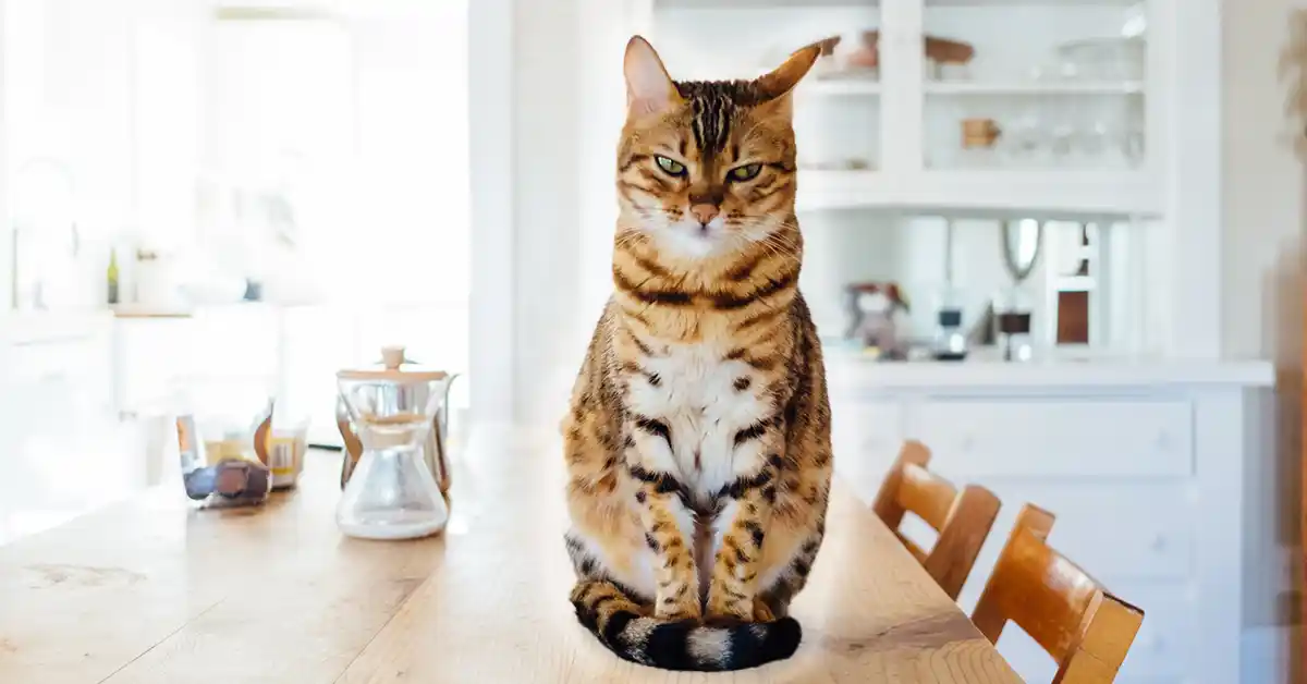 Gato pode tomar banho toda a semana?