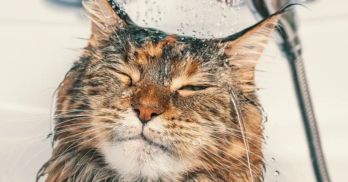 Gato Pode Tomar Banho Todos os Dias?