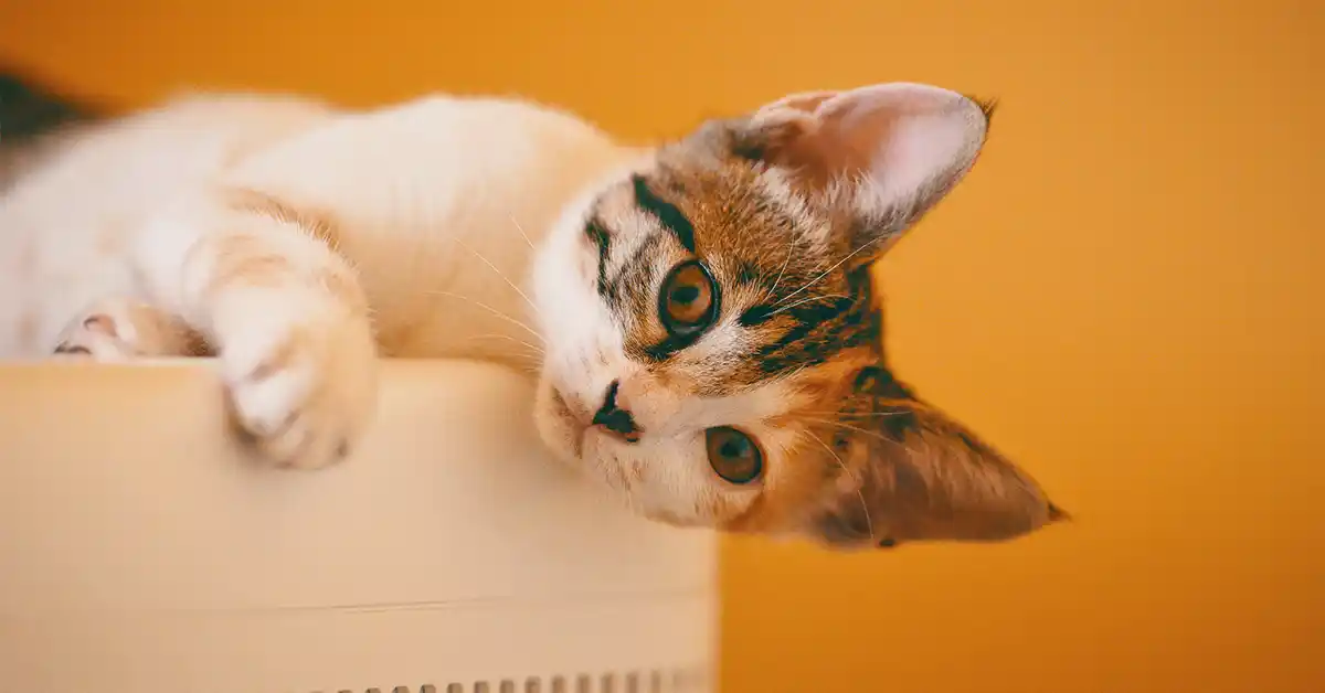 Gato pode tomar colágeno? Saiba os benefícios e como dar.