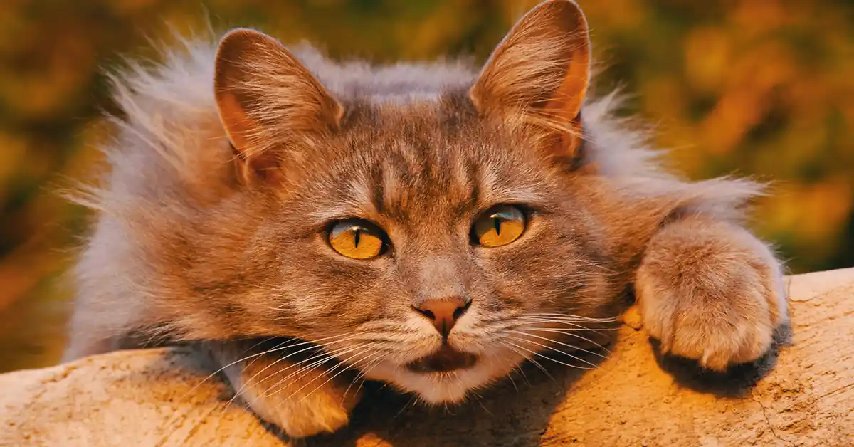 Gato pode tomar Desloratadina?