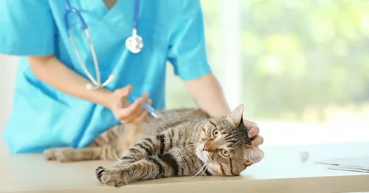 Gato pode tomar duas vacinas no mesmo dia?