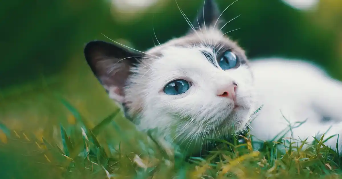 Gato pode tomar Enterogermina?