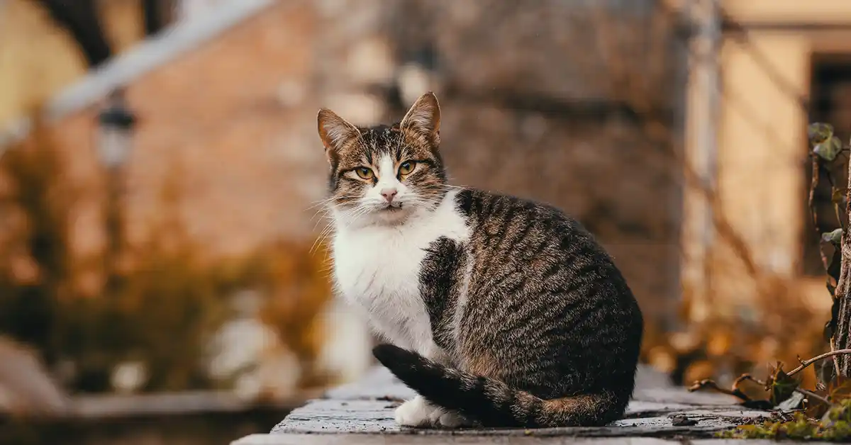 Gato pode tomar ferro?