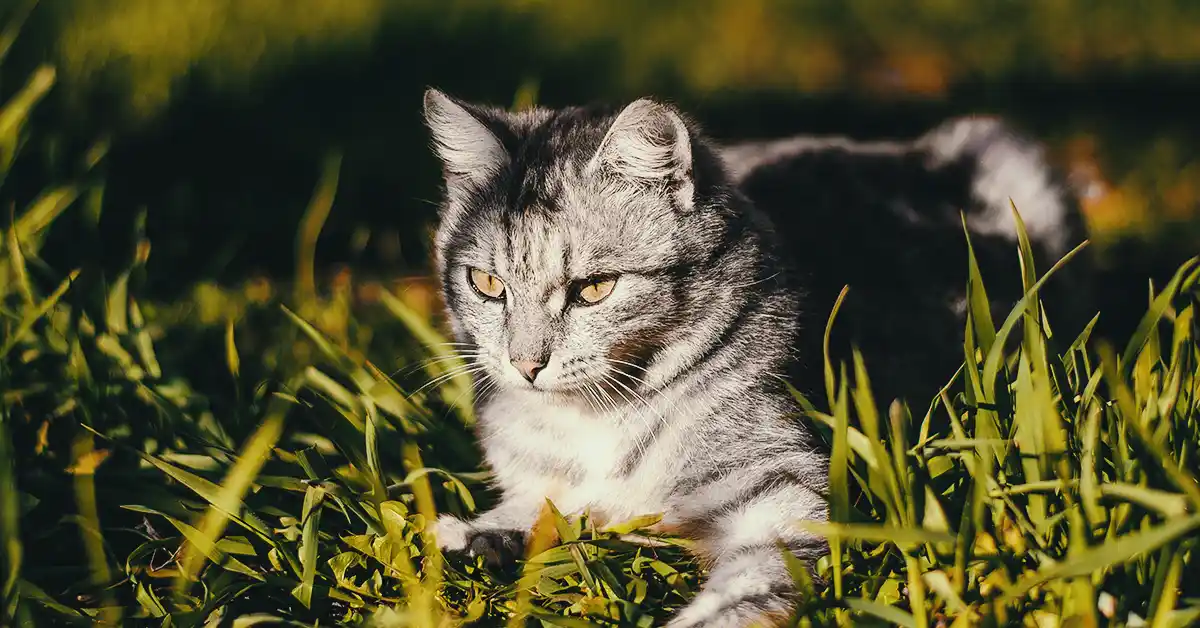 Gato pode tomar Fexofenadina?