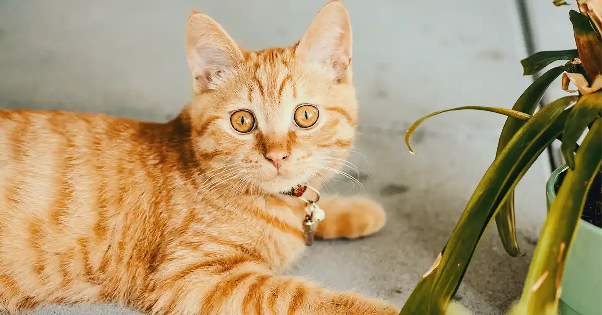 Gato pode tomar Furosemida?