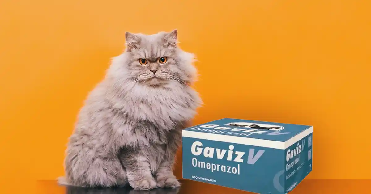Gato pode tomar Gaviz?
