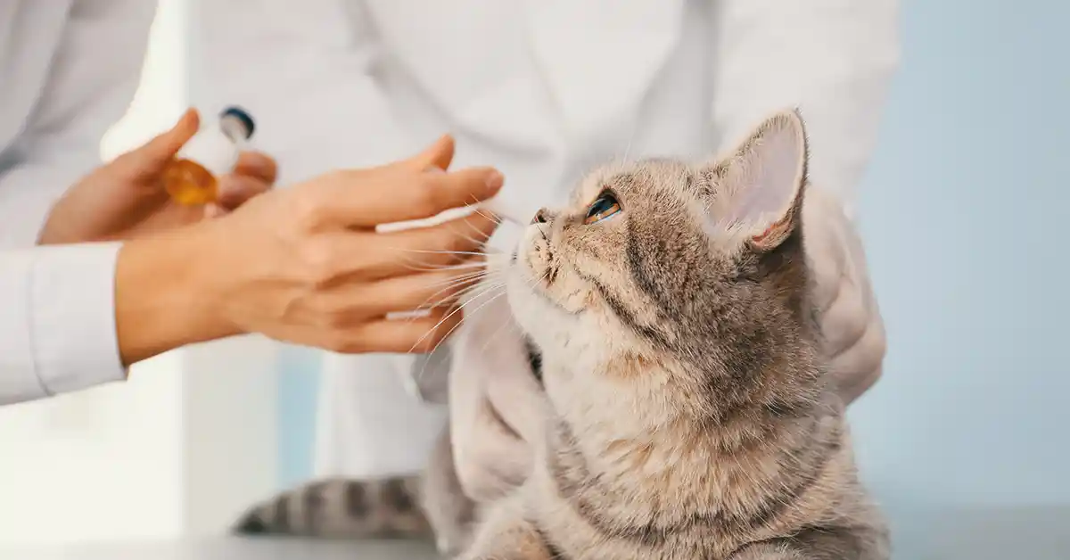 Gato Pode Tomar Ibuprofeno?